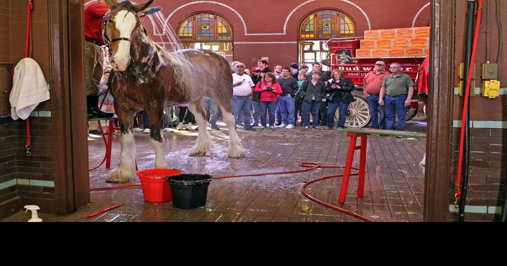 Budweiser Clydesdales arrive at Busch Stadium