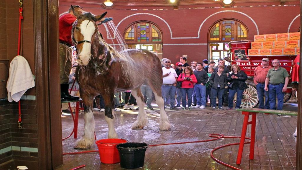 Clydesdales Remain Key To Budweiser Branding After Being Hitched To Company For 80 Years Local Business Stltoday Com Louis and fort collins, colorado. clydesdales remain key to budweiser