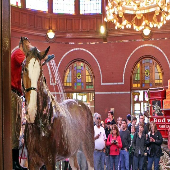 Clydesdales 2011 calendar