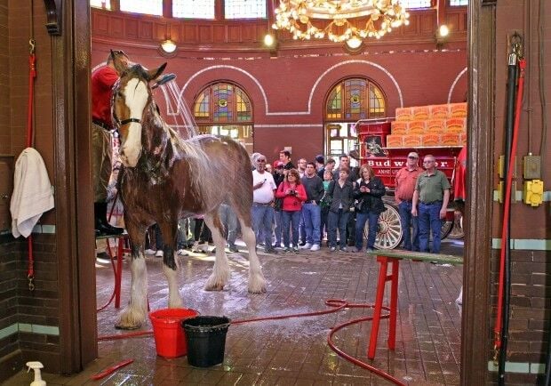 The Budweiser Clydesdales are back