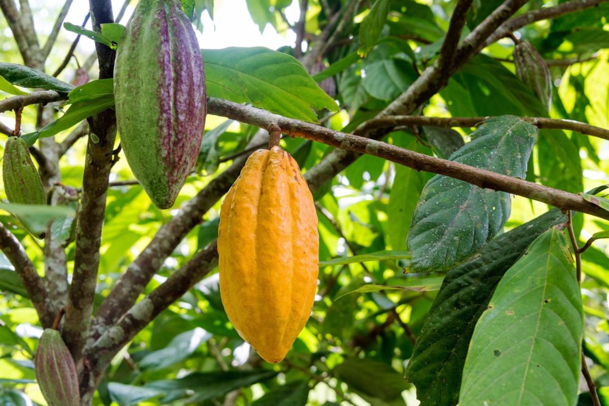 Cacao pods