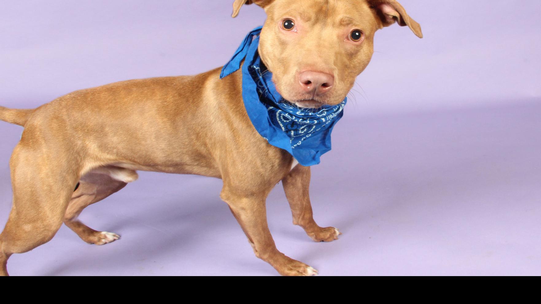 pit bull mix cattle dog mix