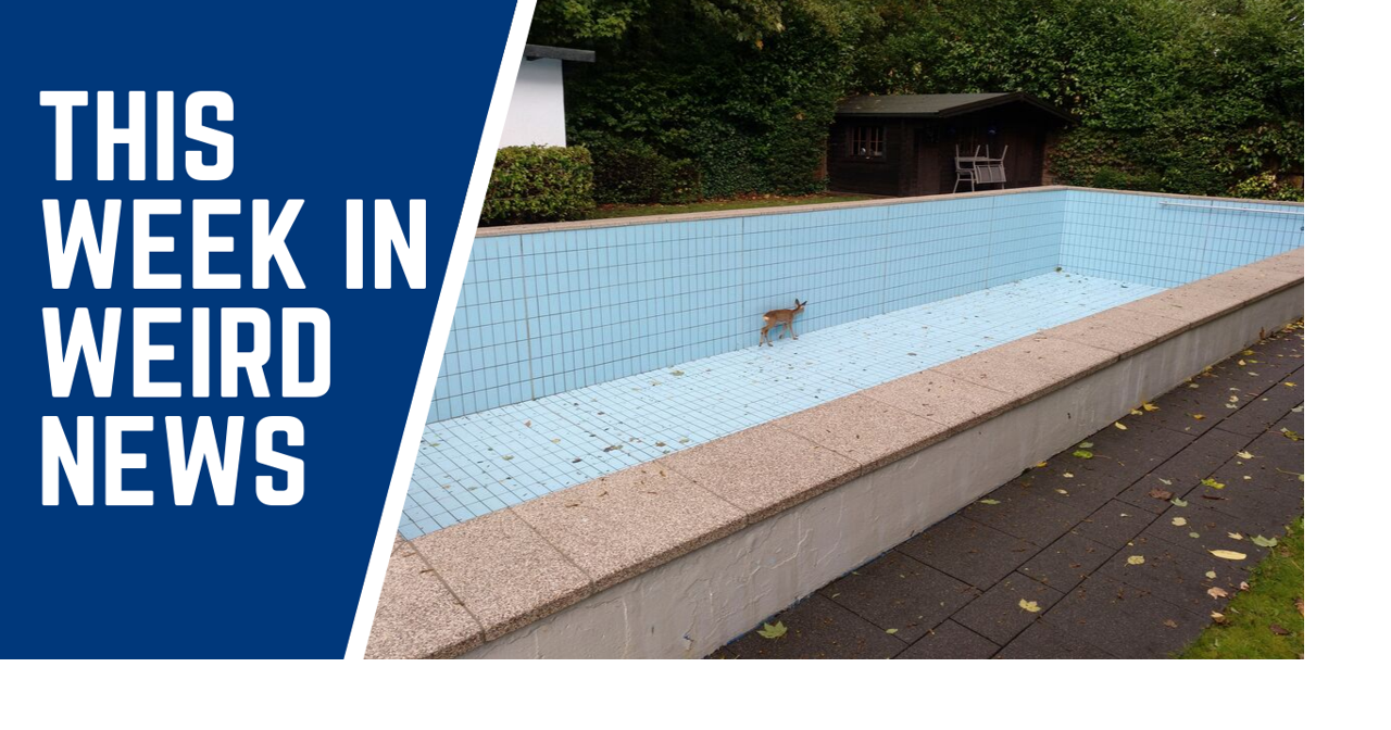 This week in weird news: Animals got stuck in pools, a resort shop and ...