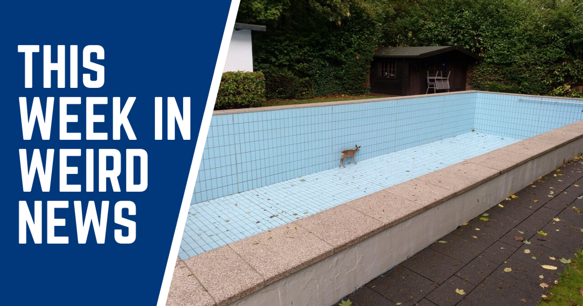 This week in weird news: Animals got stuck in pools, a resort shop and ...