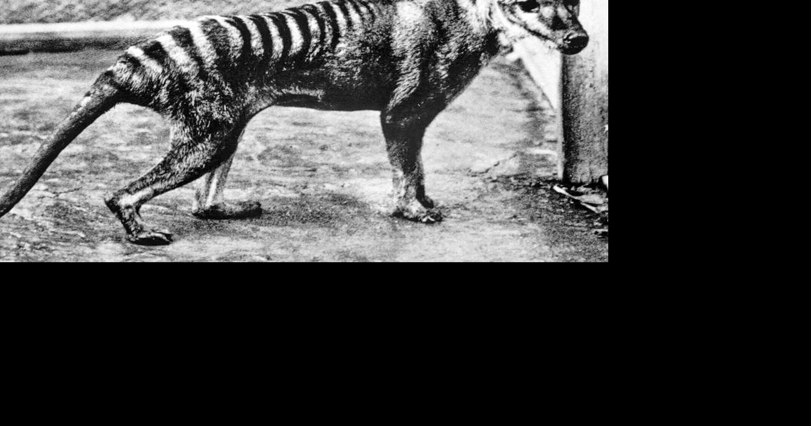 Scientists shared ambitious way they planned on bringing the Tasmanian Tiger  back from extinction