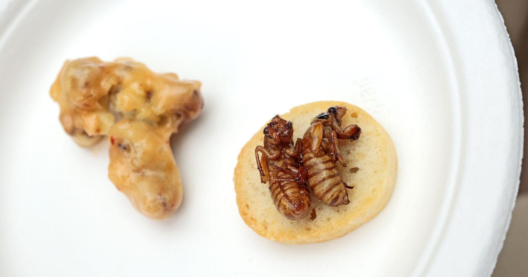 Cicada scampi at Missouri Botanical Garden. 'Crunchy sky raisins,' says chef. - Vimarsana News