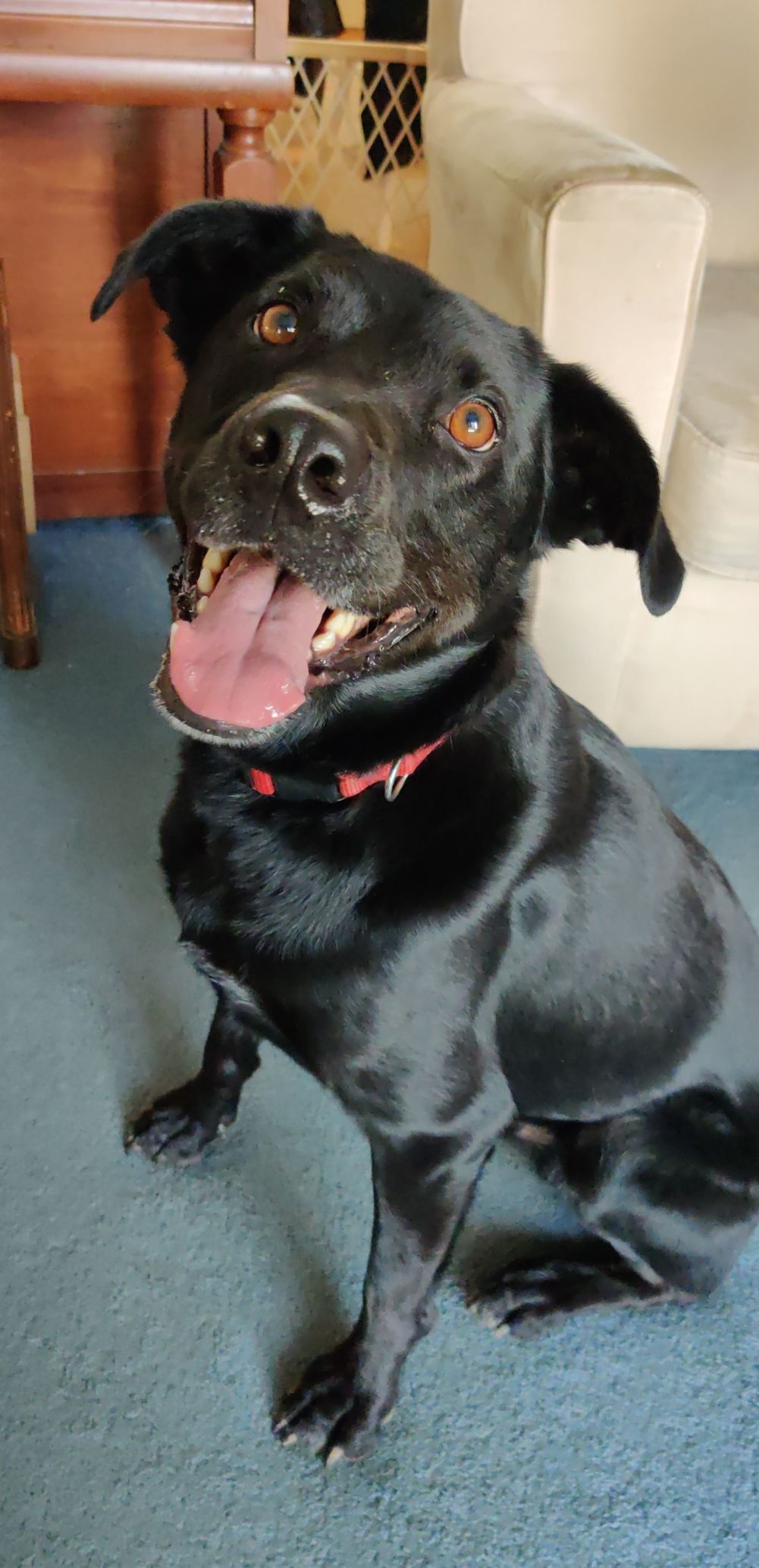 20 of the Cutest Canines of Cardinal Nation, St. Louis