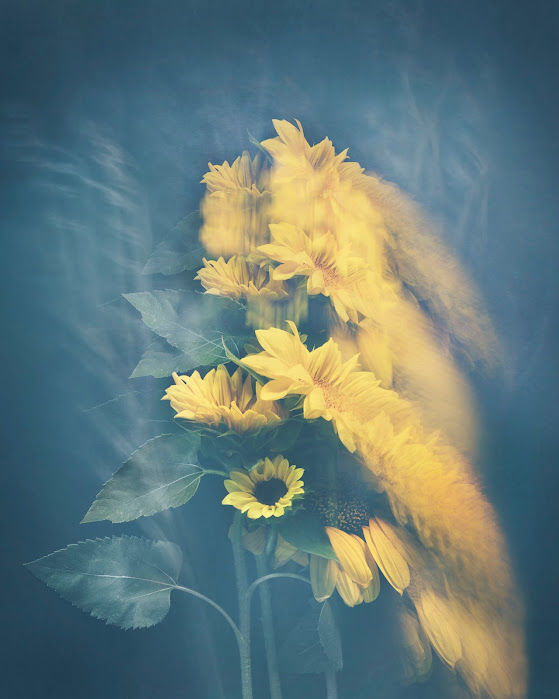 Joyce Tenneson's "Sunflower in Motion"