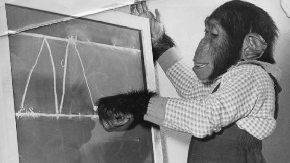 The night Mr. Moke, the talking chimp, was kidnapped from his cage at the St. Louis Zoo