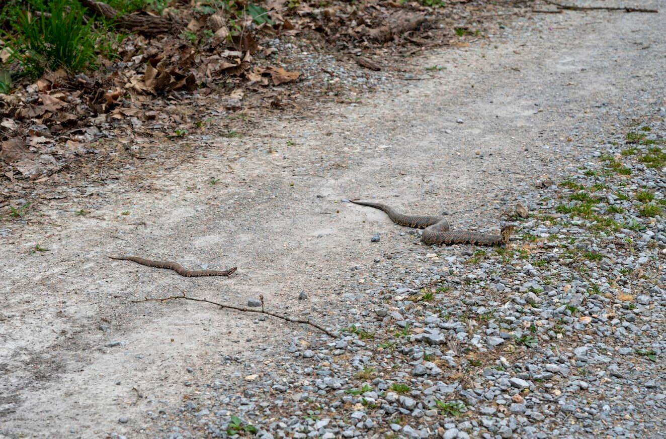 On Snake Road, Thousands Slither Into Migration At Shawnee National Forest