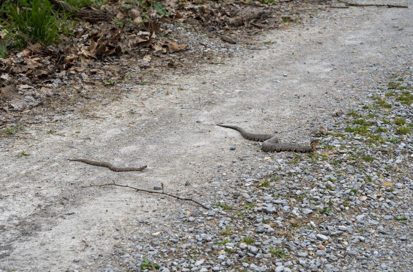 On Snake Road, thousands slither into migration at Shawnee National Forest