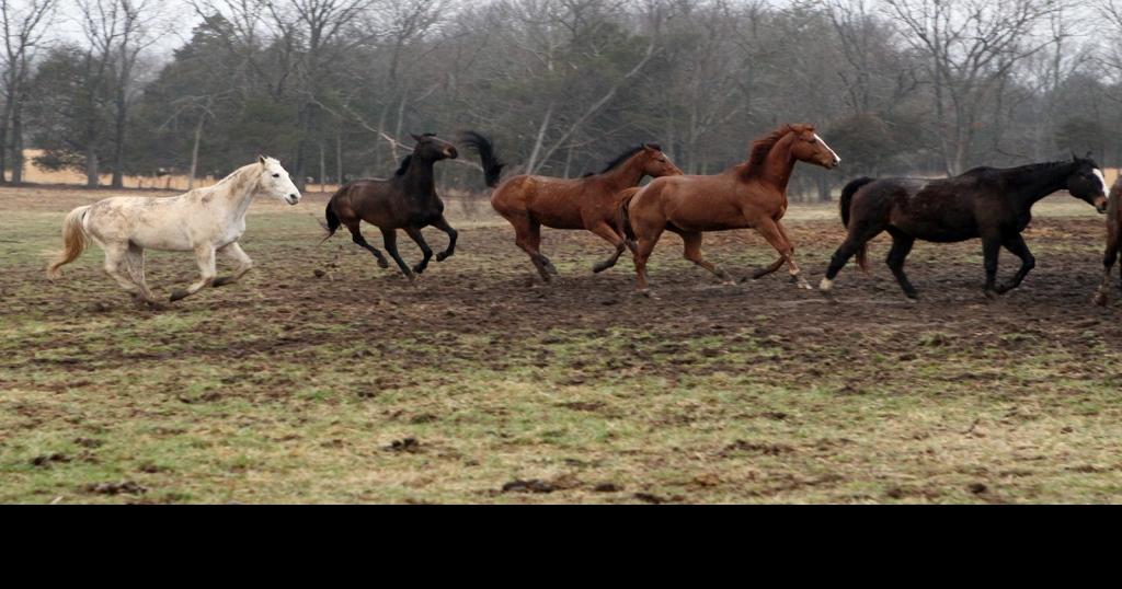 Barb Hutchinson saves horses in Farmington