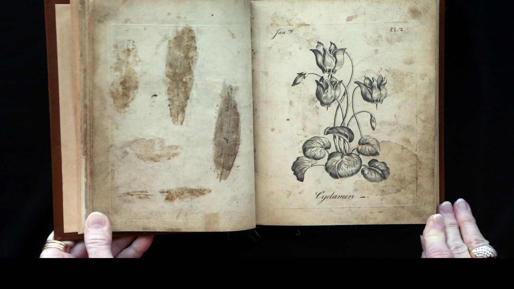 Download Forgotten Rare Coloring Book 257 Years Old Found In Missouri Botanical Garden S Library Books Stltoday Com