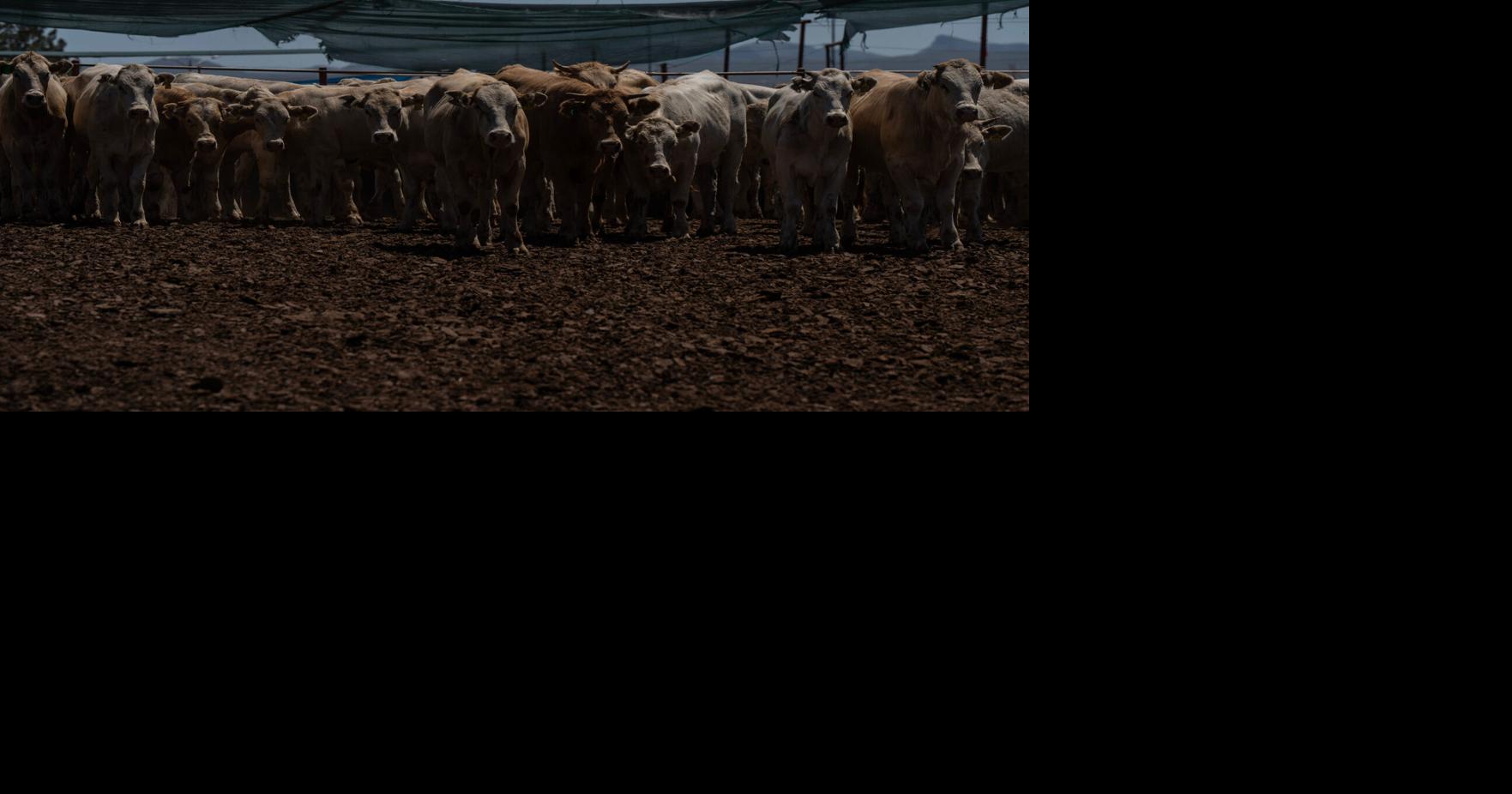 'It's a relief': How 100% inspections regulate Mexican cattle exports to US Jeff Abbott El Paso Times