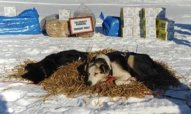 The Real-Life Diet of an Iditarod Musher, Who Eats When His Dogs Eat
