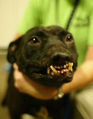how long do you go to jail for dog fighting