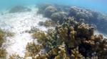 Climate-Super Coral Evolution