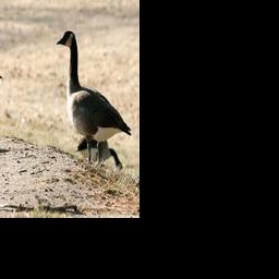 Adult geese captured at Brentwood Park and killed over poop ...