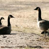 Adult geese captured at Brentwood Park and killed over poop ...