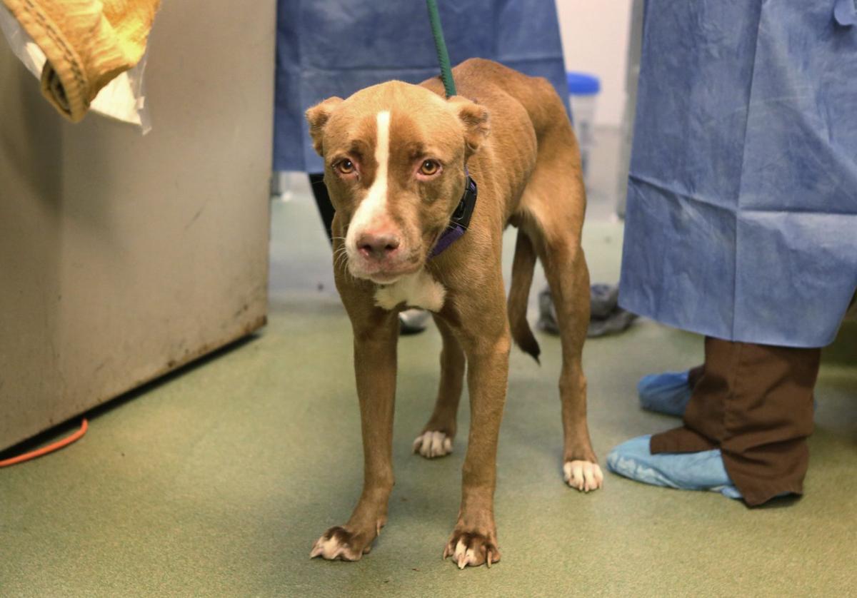 Distemper outbreak at St. Louis shelter brings Stray Rescue to a halt