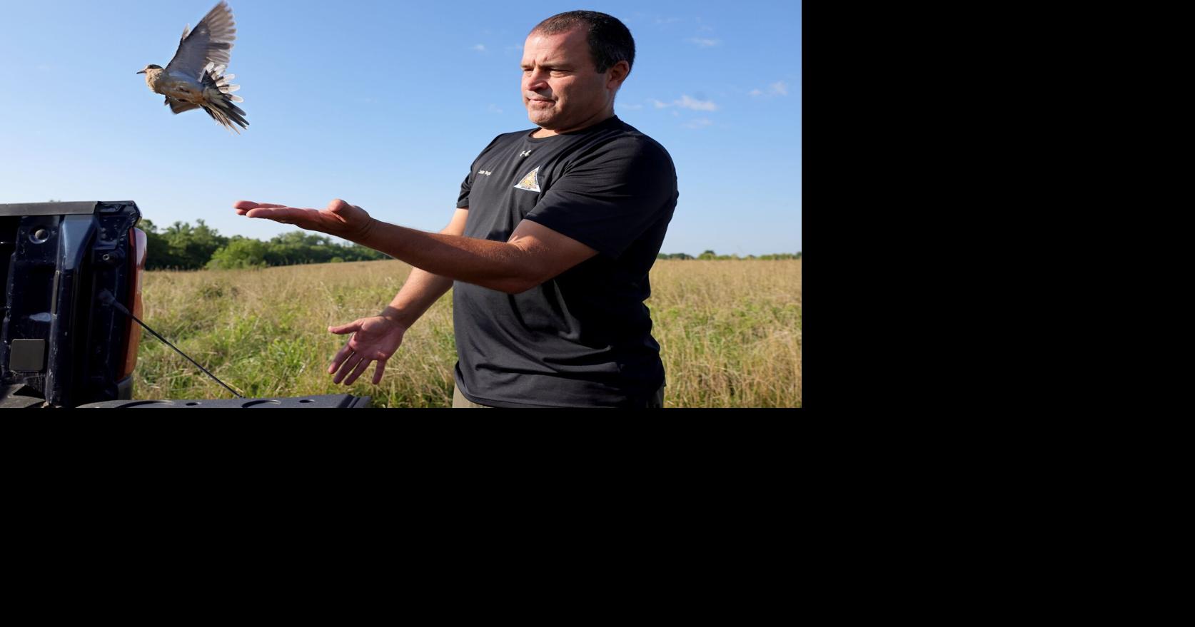 Sunflowers bloom, and Missouri preps for dove hunting season