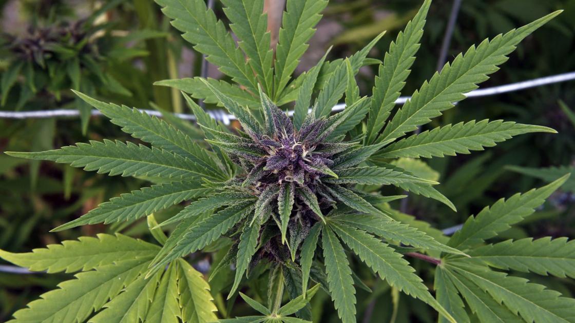 marijuana and the state s decision on Arguably the most important marijuana decision ever is just weeks the last two states to legalize medical marijuana this marijuana decision could be a game. marijuana and the state s decision on Arguably the most important marijuana decision ever is just weeks the last two states to legalize medical marijuana this marijuana decision could be a game.