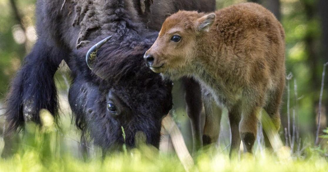 Fotos: Neue Bisonkälber tauchen im Lone Elk Park auf.