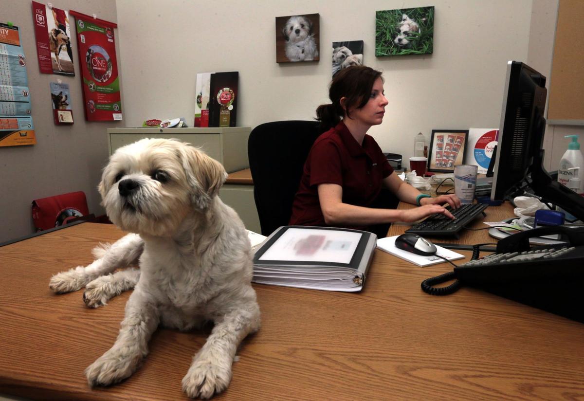 Nestle Purina's St. Louis