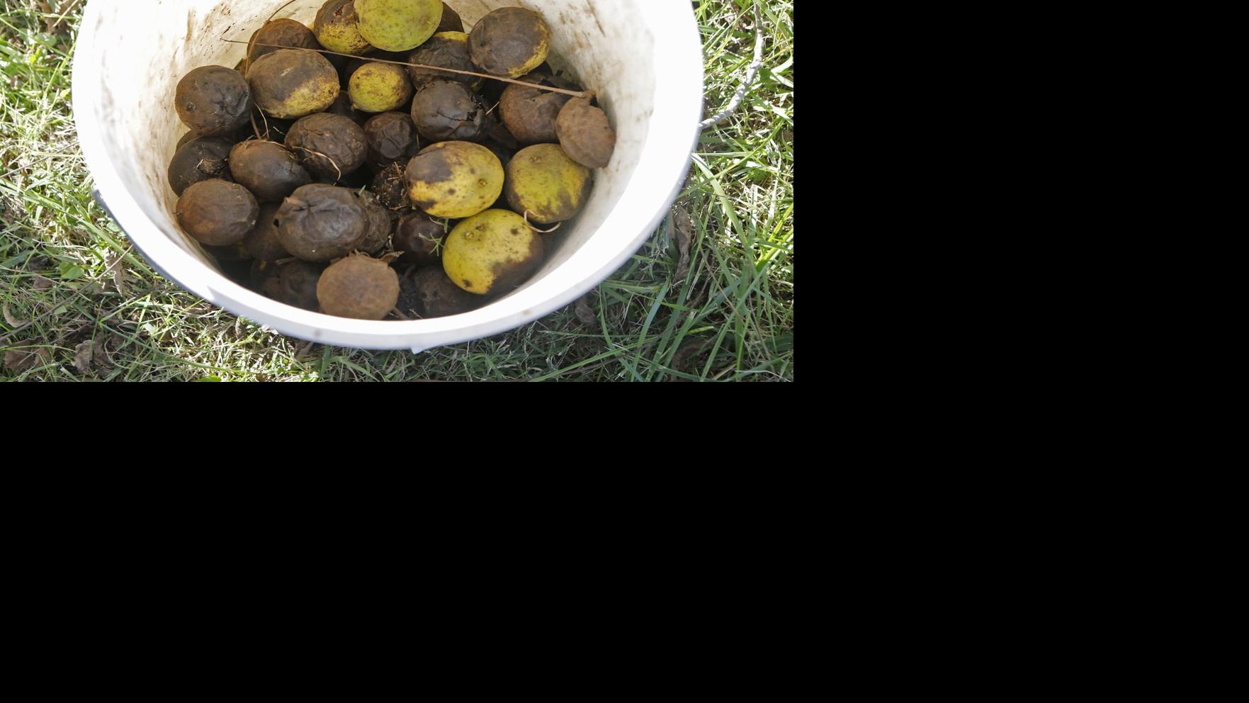 Photos Missouri's black walnut harvest Pictures