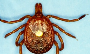 Thousands of ticks gathered from Meramec State Park for investigation of tick-borne diseases