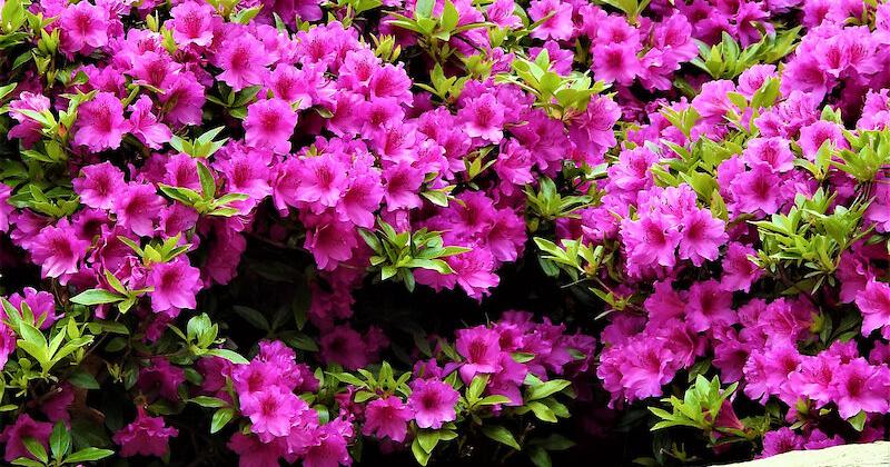 Evergreen azaleas fail to bloom for a variety of reasons