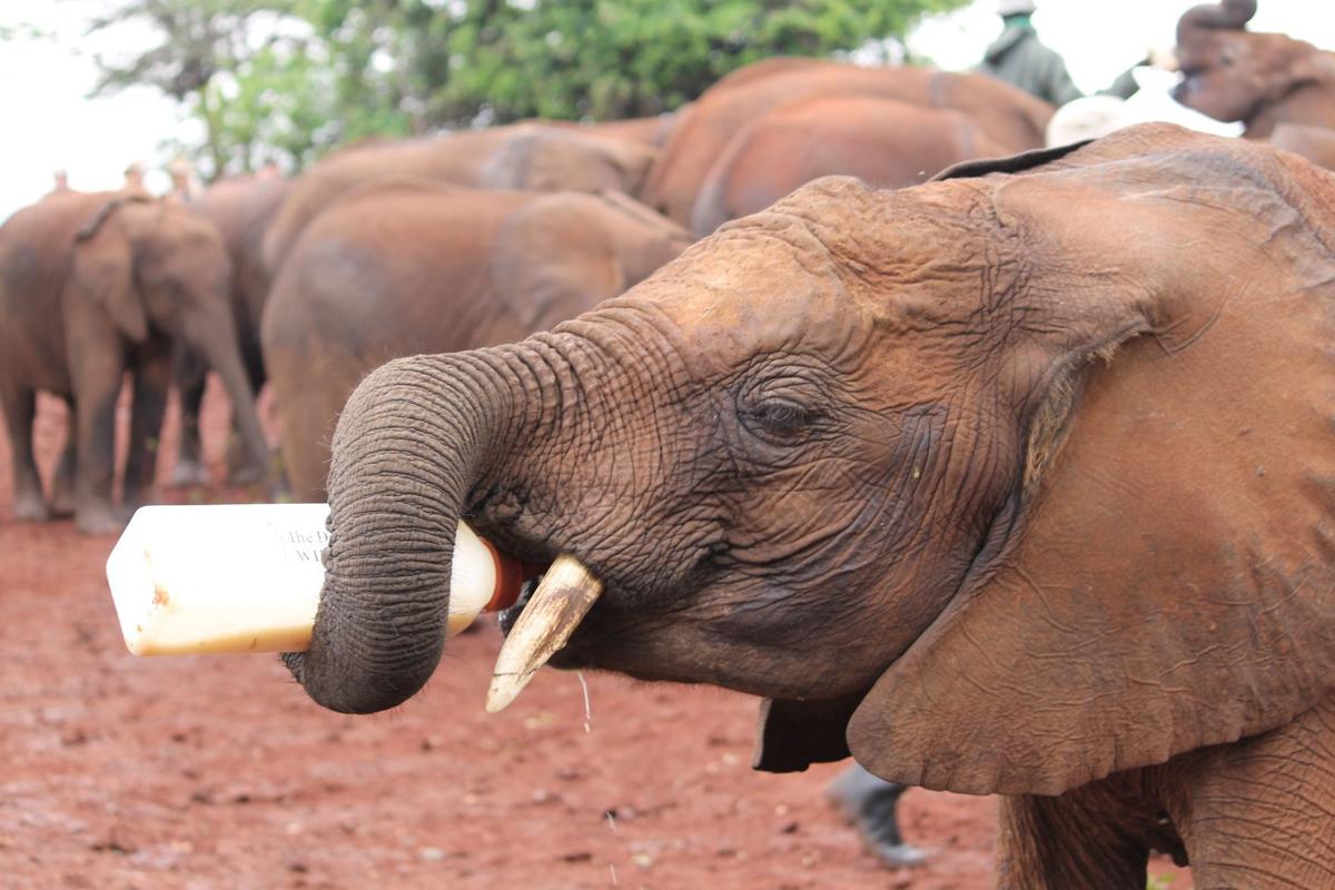 trip with st louis zoo reveals wonders of africa lifestyles
