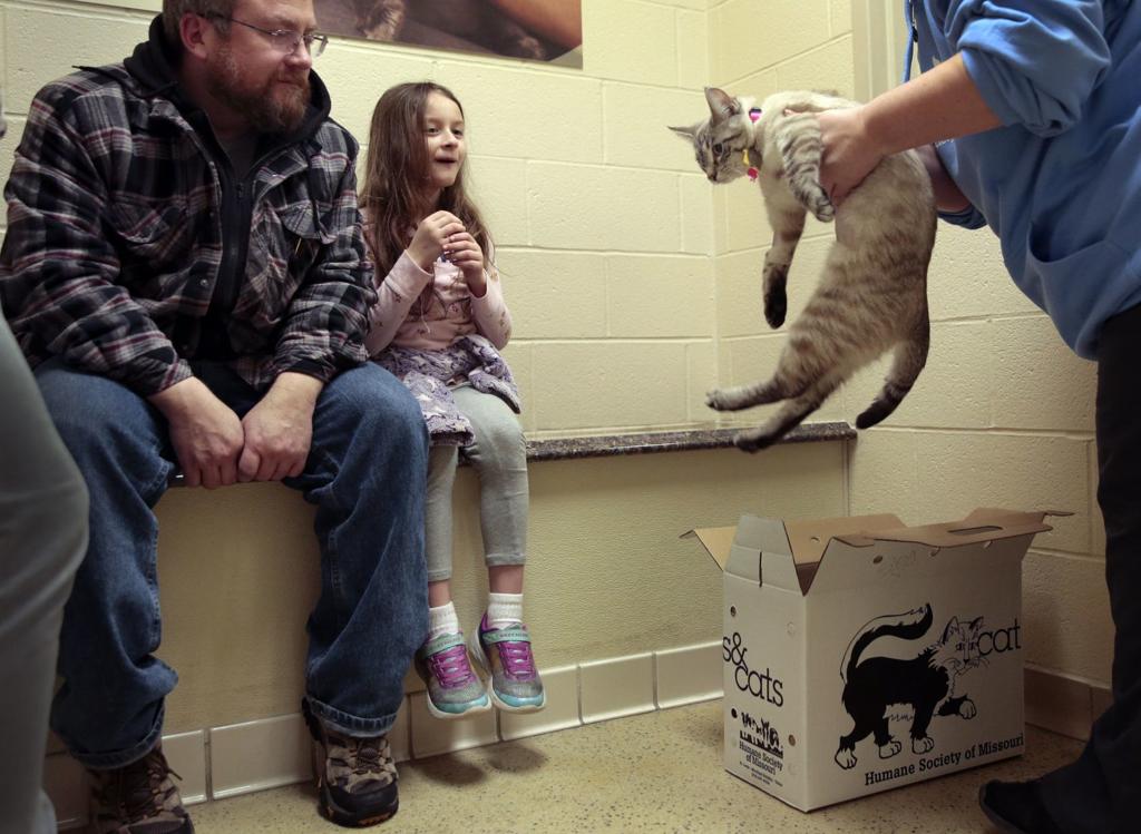 St Louis Area Pet Shelters Cut Back On Visitors But See Uptick In