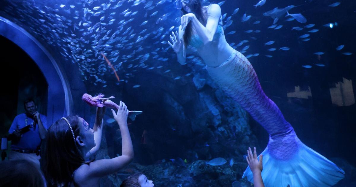 Photos: Mermaids on the Mississippi make a Splash at the St ...