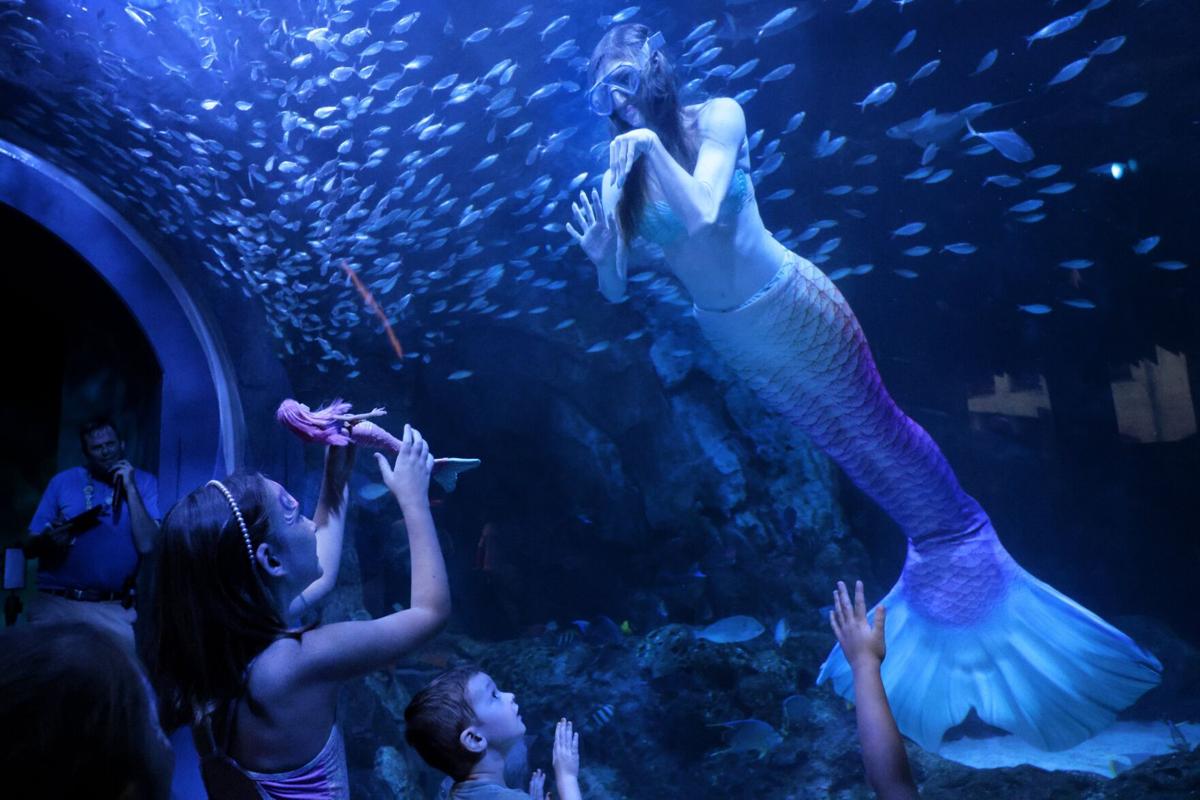 Mermaids on the Mississippi make a Splash at the �����Ӱ�ԭ�� Aquarium