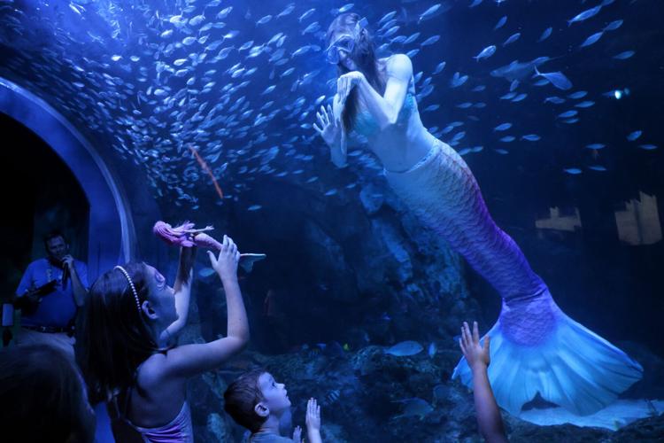 Mermaids on the Mississippi make a Splash at the �����Ӱ�ԭ�� Aquarium