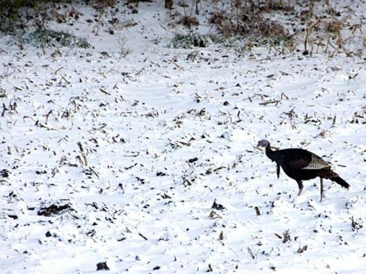 Wild Turkeys Thrive In Proper Environment Life News From Your