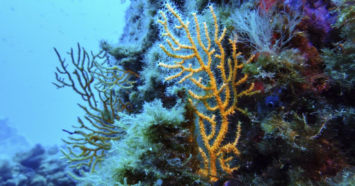 Missouri man dies while scuba diving in Florida Keys