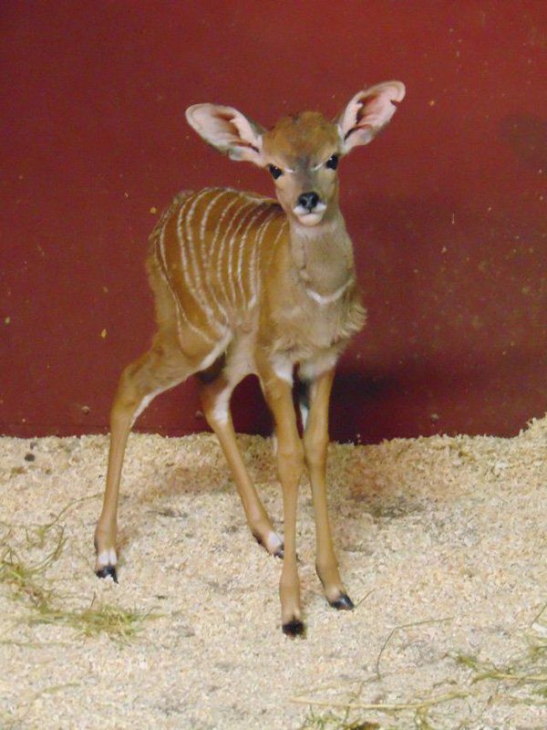 Itu0027s an ungulate! St. Louis Zoo reports baby boom of lesser kudus 