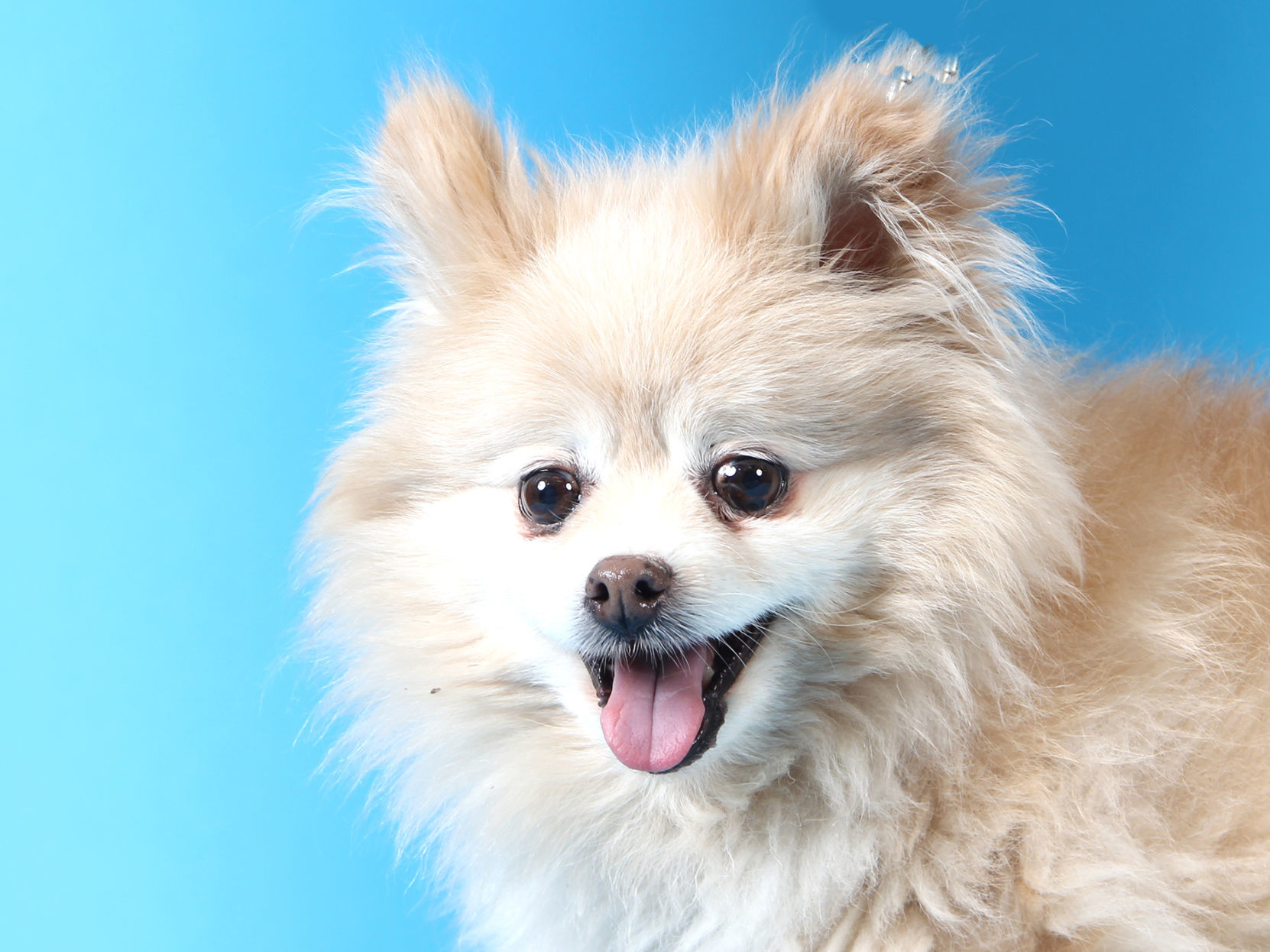 cattle dog pomeranian mix