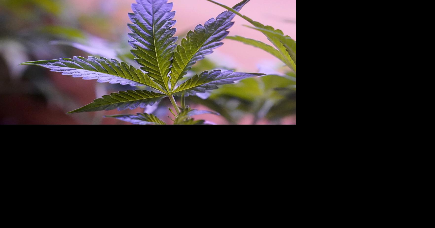 Weed grower in south St. Louis County sues to recoup $200k in unpaid debts