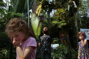 Luna the corpse flower is in bloom at MOBOT, and you can see and smell it until midnight tonight