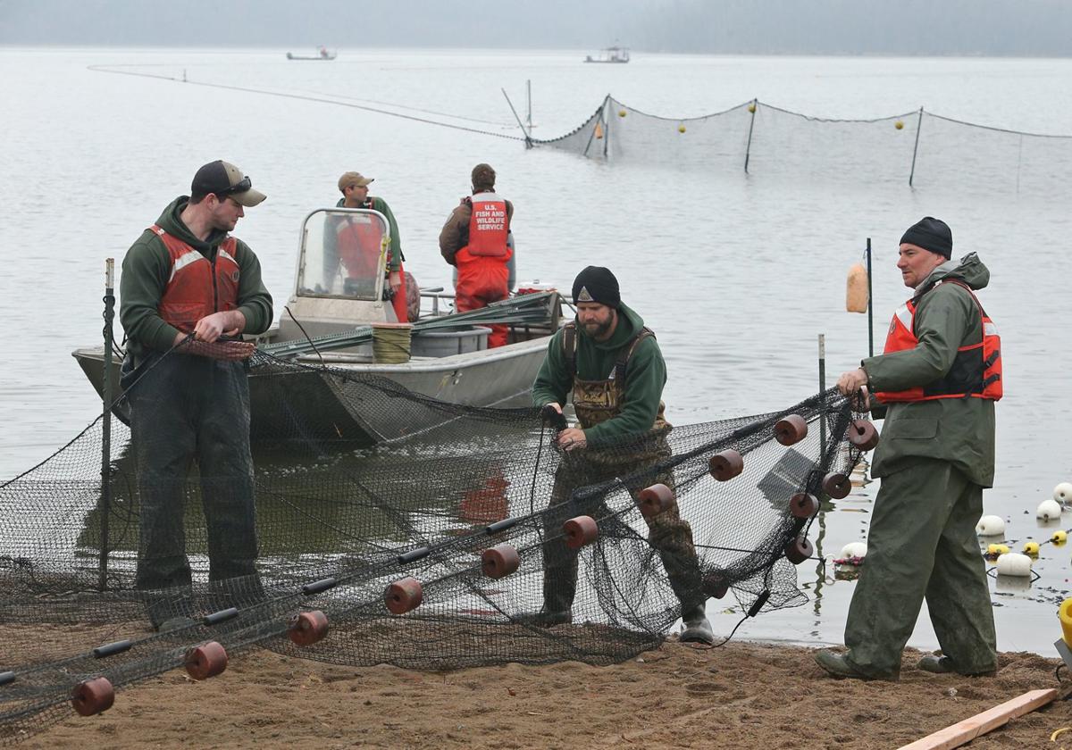 Photos Carp roundup continues at Creve Coeur Lake Metro