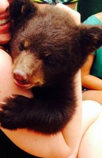 Boo Boo the bear cub