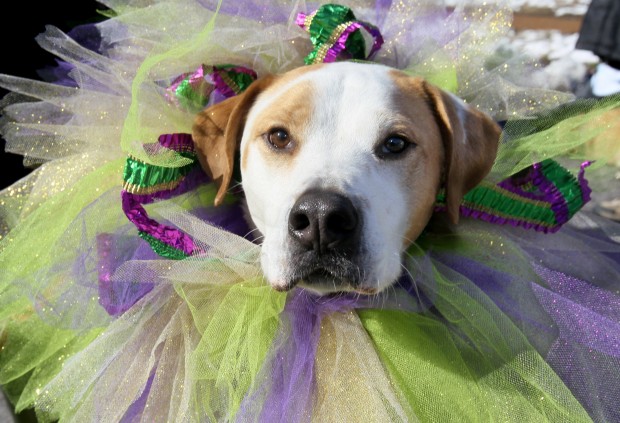 Beggin' Pet Parade in St. Louis | Pictures | stltoday.com