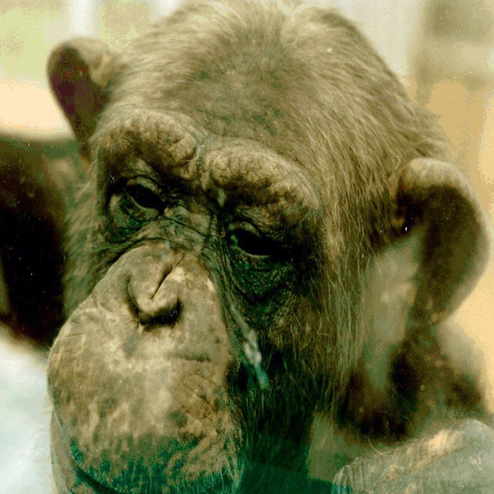 shooting death of chimp near festus