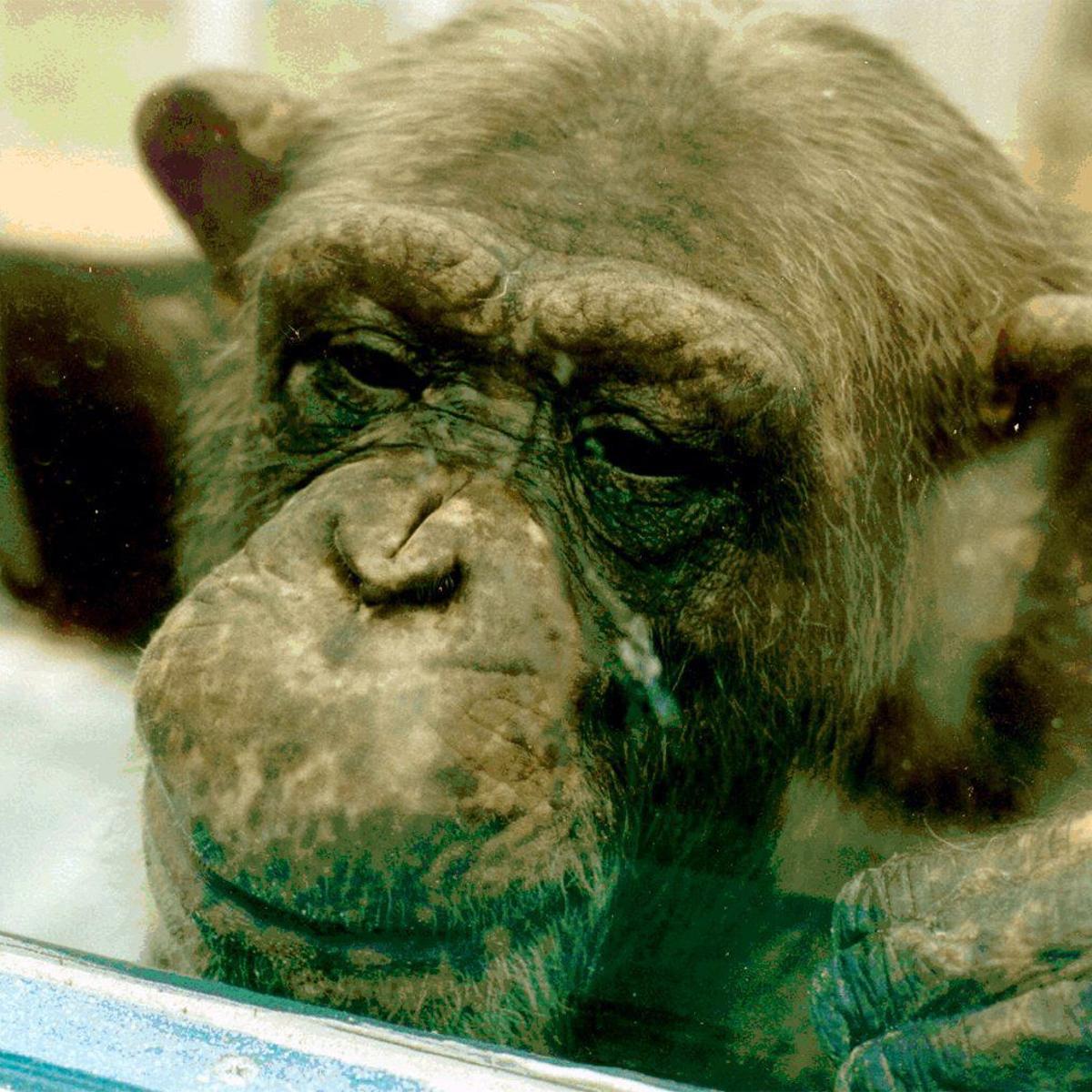 shooting death of chimp near festus