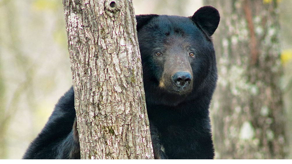 Wild Missouri: photographer captures elusive animals | Books | stltoday.com