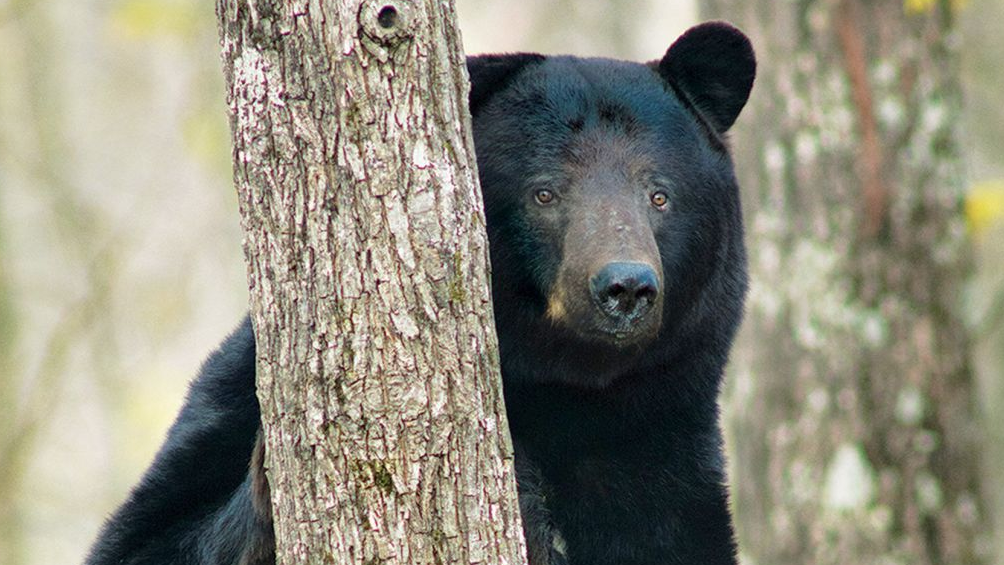 Wild Missouri: photographer captures elusive animals | Books | stltoday.com