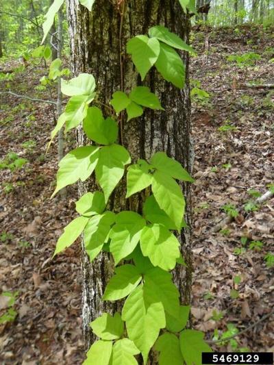 Poison ivy
